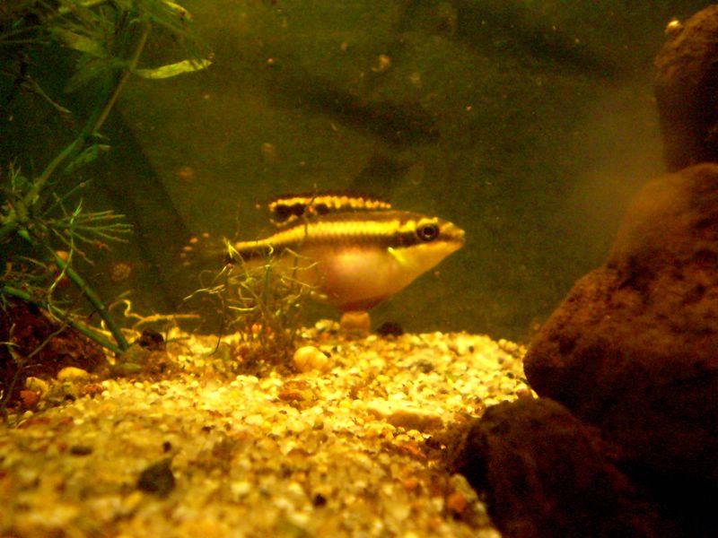 Mis Pelvicachromis pulcher (Kribensis) P7200014
