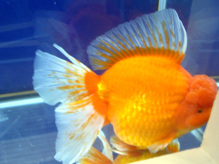 GOLDFISH ASIATICOS CAMPEONES 25224212