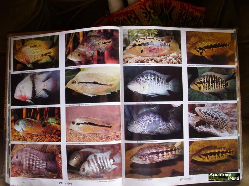 ATLAS OF FRESHWATER AQUARIUM FISHES by Dr. AXELROD`S - Página 2 Ciclid11