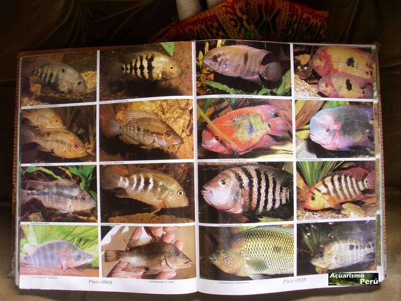 ATLAS OF FRESHWATER AQUARIUM FISHES by Dr. AXELROD`S - Página 2 Ciclid12