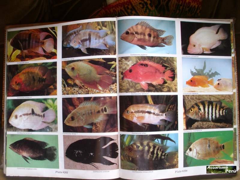 ATLAS OF FRESHWATER AQUARIUM FISHES by Dr. AXELROD`S - Página 2 Ciclid13