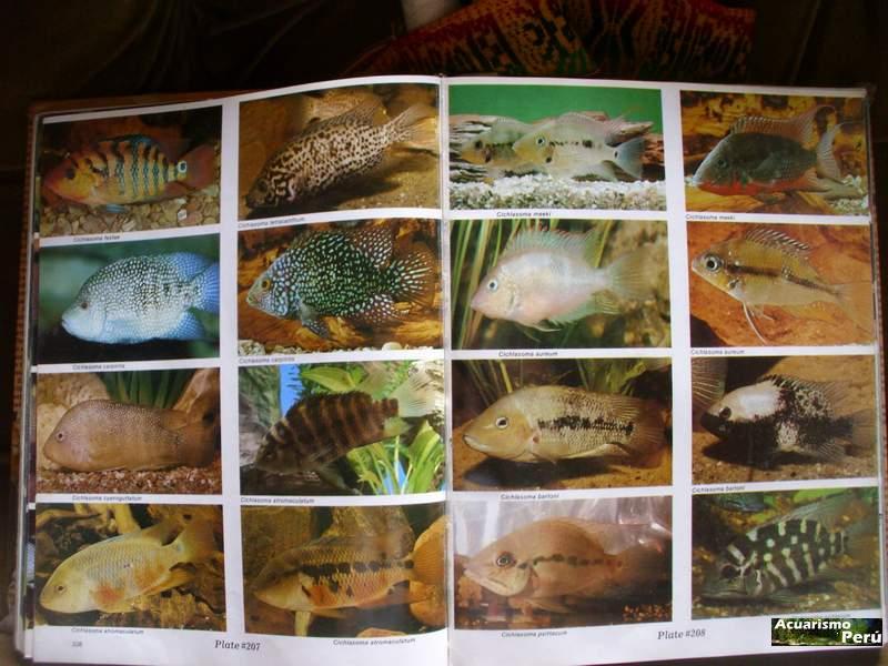 ATLAS OF FRESHWATER AQUARIUM FISHES by Dr. AXELROD`S - Página 2 Ciclid15