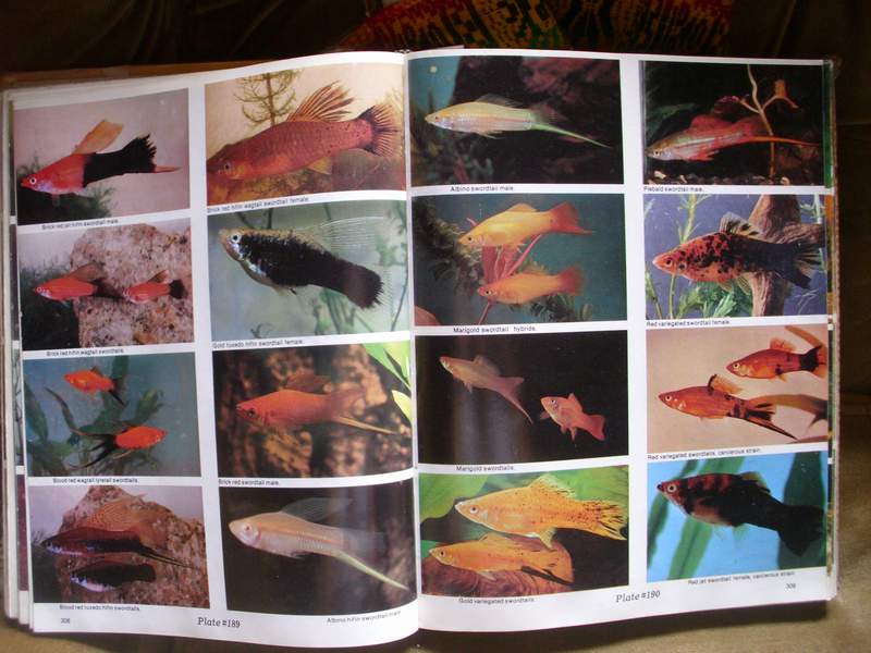 ATLAS OF FRESHWATER AQUARIUM FISHES by Dr. AXELROD`S Espada16