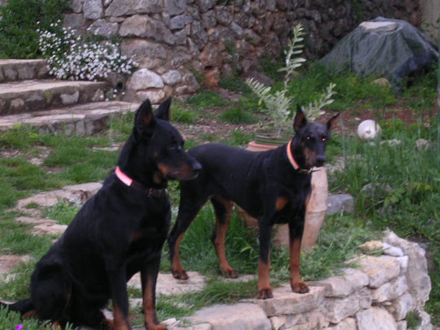 MA MENAGERIE Dogs_011