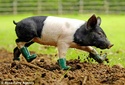 The pig who doesn't like mud - so she wears wellies Articl10
