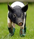 The pig who doesn't like mud - so she wears wellies Articl11