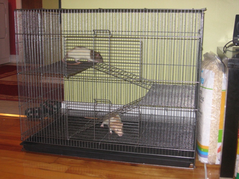 la nouvelle cage de Splinter et Misty Img_2211