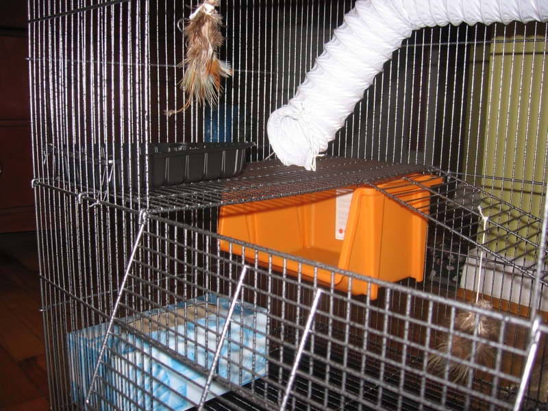 La cage de mes mâloux (elle est aménagée ! (photo page 2) Img_2213