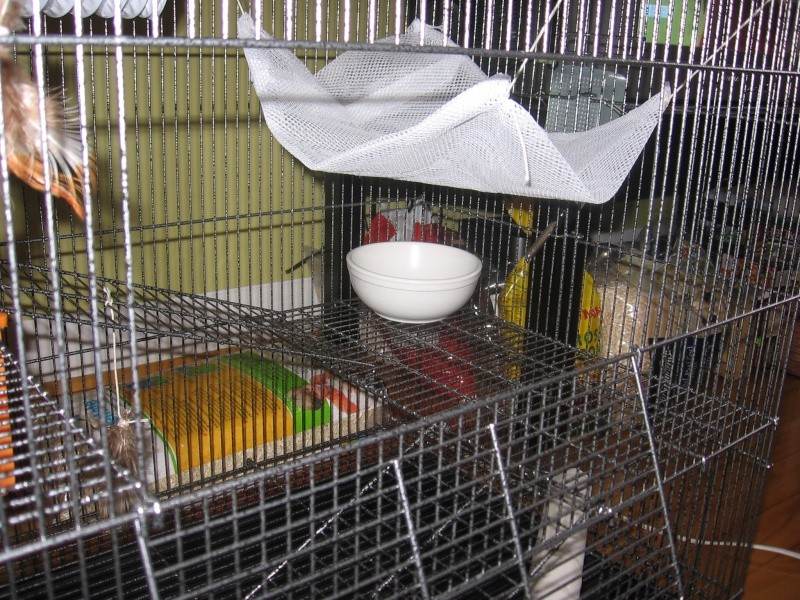 La cage de mes mâloux (elle est aménagée ! (photo page 2) Img_2214