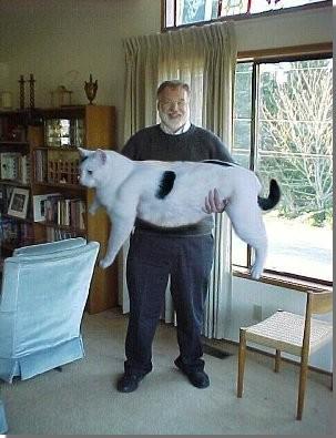 les plus gros chats du monde !! Encore10