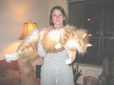 les plus gros chats du monde !! Le_plu10