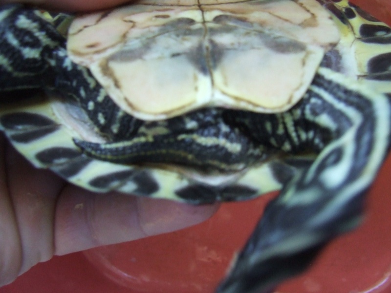 identification tortue  Dscf0831