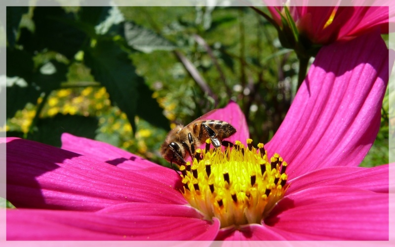 Une abeille dans le cosmos Abeill11