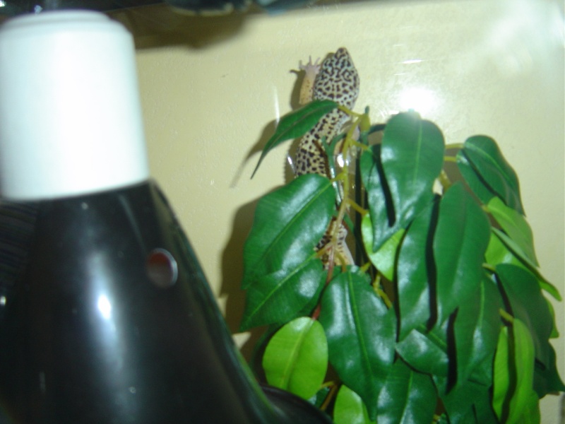 mon gecko Rubis_19