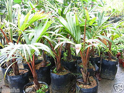 palmier tropical à identifier ( Identifié : Hyophorbe lagenicaulis ) Eyesha10