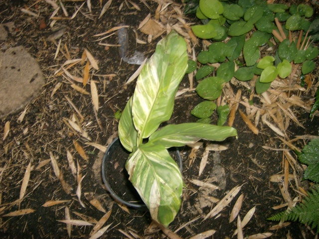 Musa basjoo variegata : le st Graal enfin trouvé  Photo101