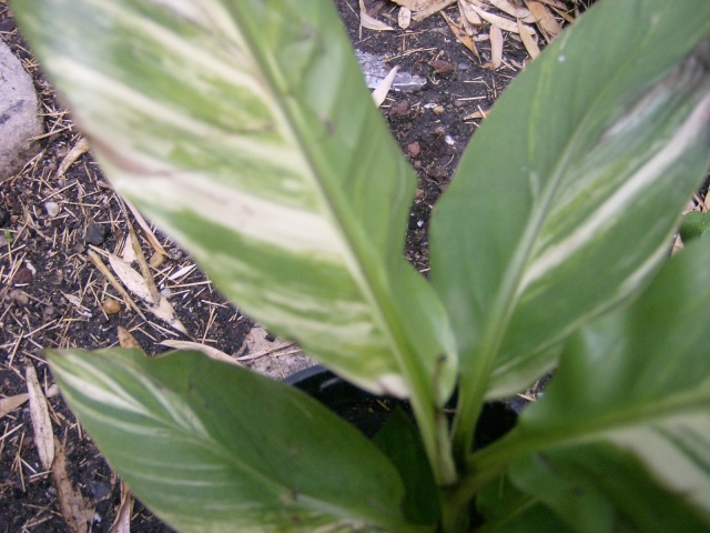 Musa basjoo variegata : le st Graal enfin trouvé  - Page 2 Photo102