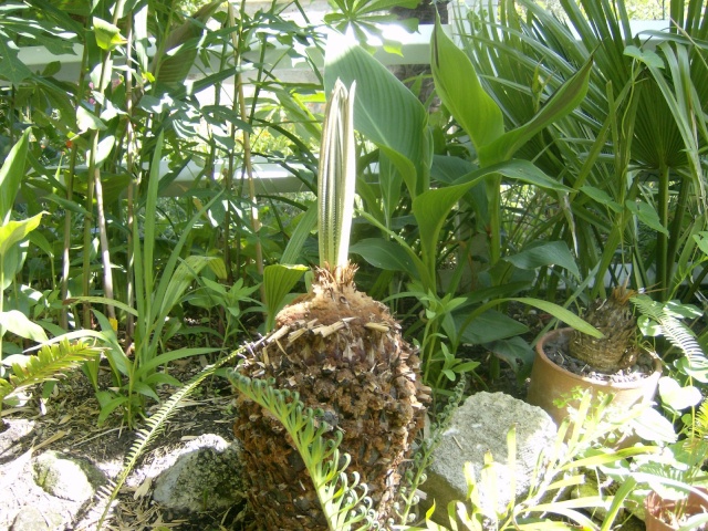  Cycas taitungensis Photo130