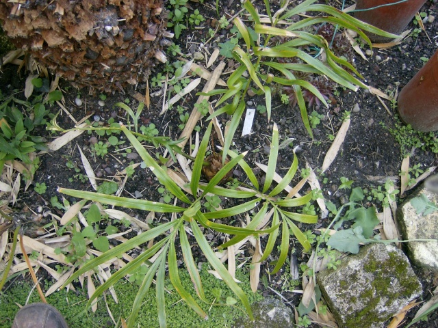 Cycas revoluta x  C.debaoensis Photo_95