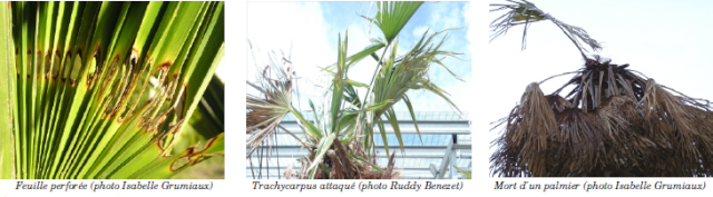 Paysandisia archon :Le ravageur des palmiers  Sans_t40