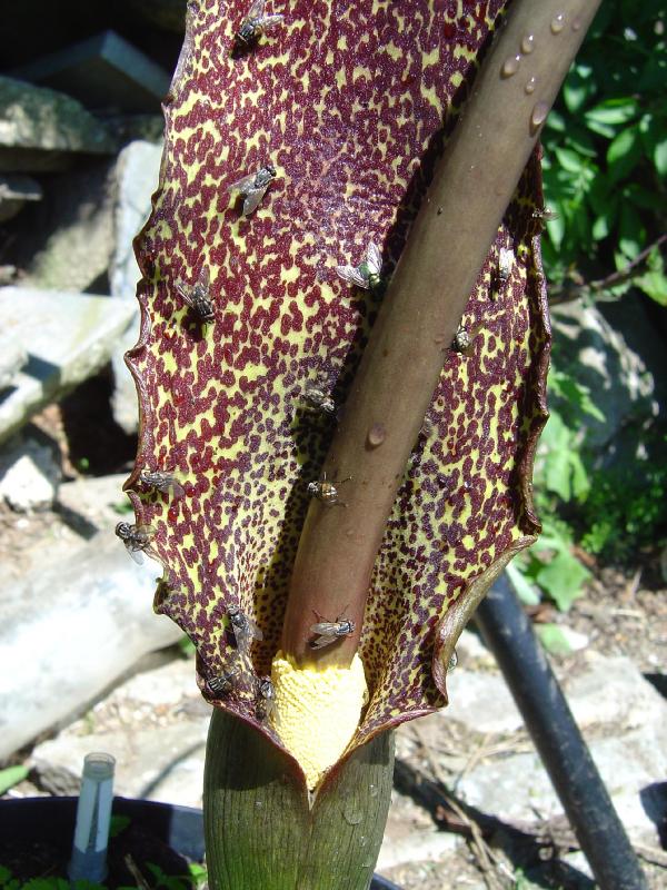 Amorphophallus rivieri ou Sauromatum venosum? ( Identifiée : Dracunculus vulgaris ) Saurom10