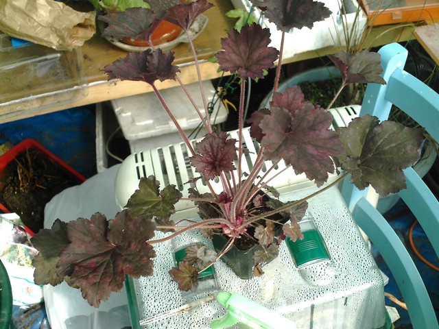 Heuchera 'Frosted Violet Img_0130