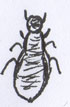 Identifier de petits insectes noirs Insect13