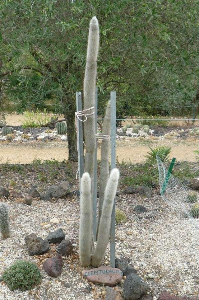 Jardin de cactus  Agde dans l'Herault P1020414