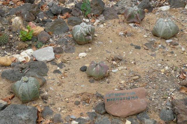 Jardin de cactus  Agde dans l'Herault P1020428