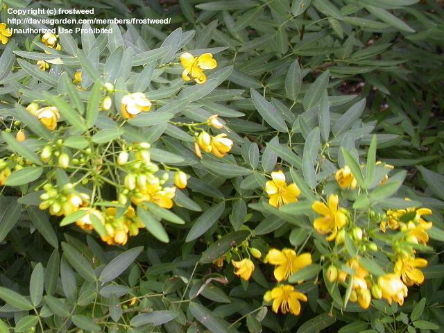 Cassia corymbosa Senna10