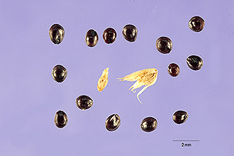 Amarantus tricolor Sjemen10