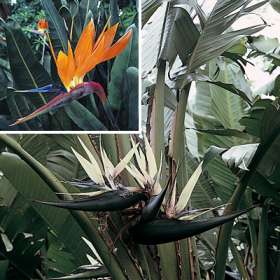 Strelitzia reginae Streli11