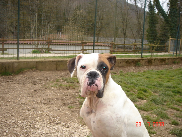 RENA BOXER Femelle (reservée) 28032022