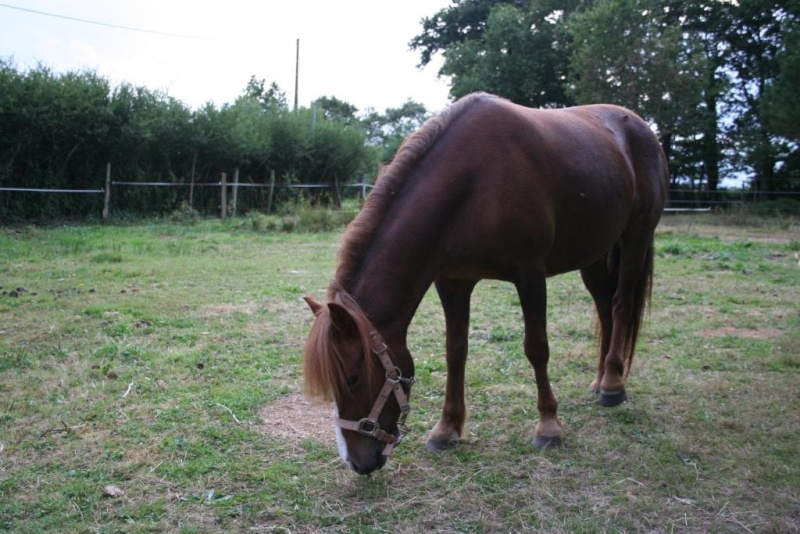 CAJOU (Judith), ONC poney, sauvé par Asa (Juillet 2008) Img_8617