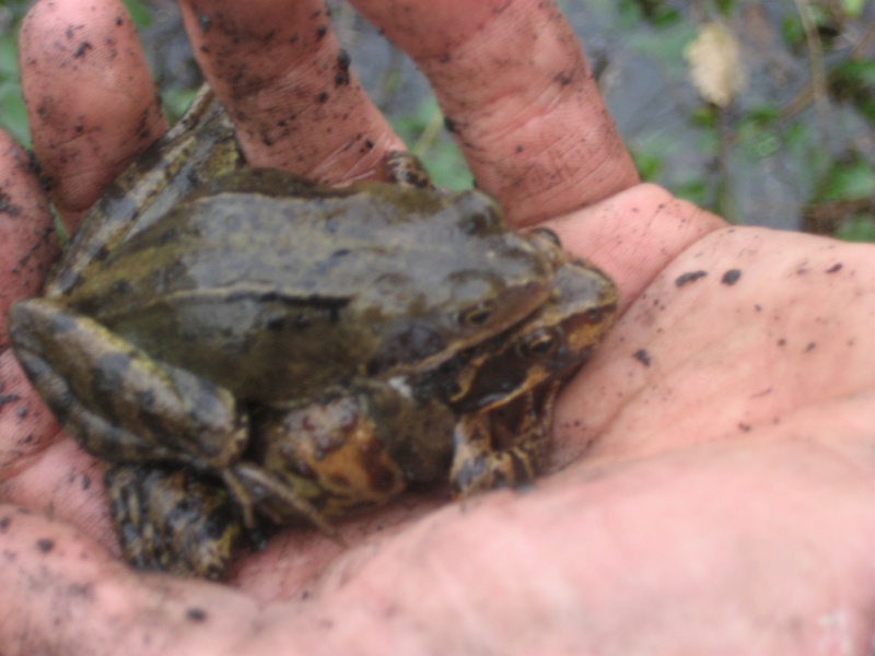 couples de grenouille Img_0311