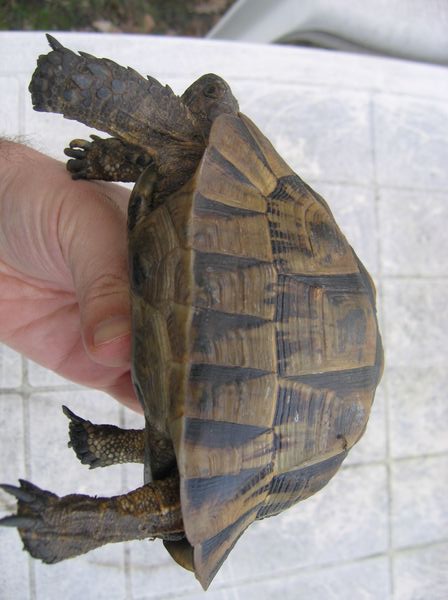 Une tortue perdue dans mon jardin Photo_13