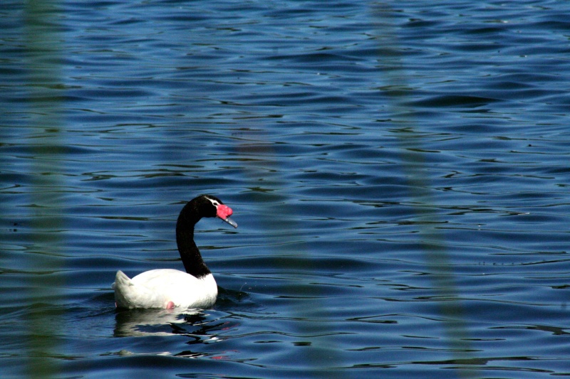 CYGNE Img_4610