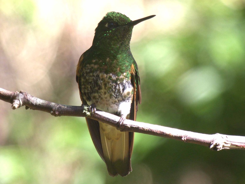 les oiseaux Sh100810