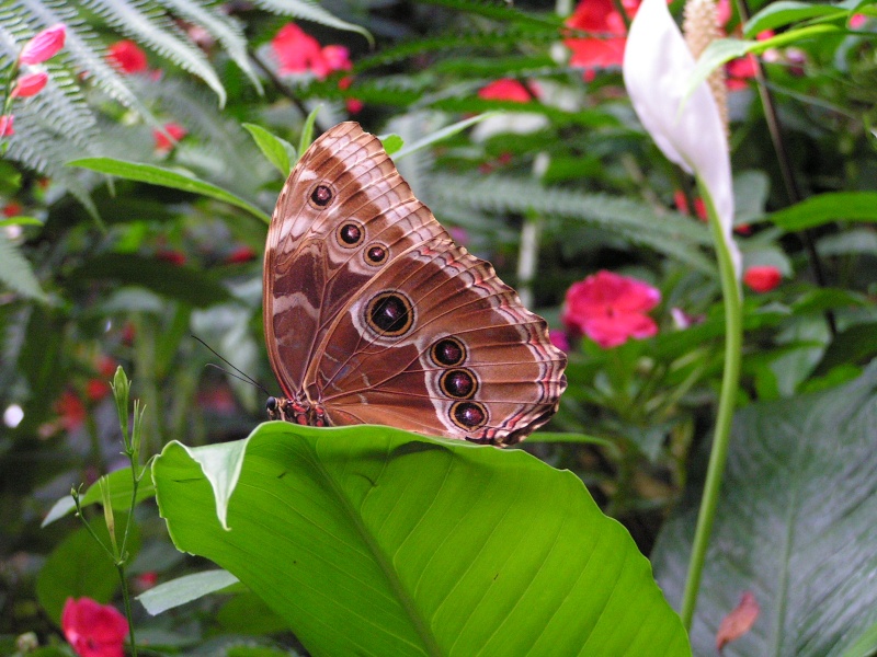 Schmetterling Pict1110