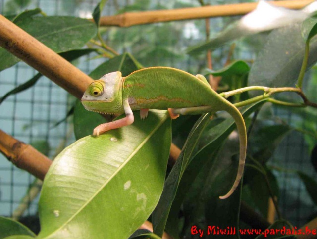 Calyptratus Transbald (translucent piebald) en photo Calytr10