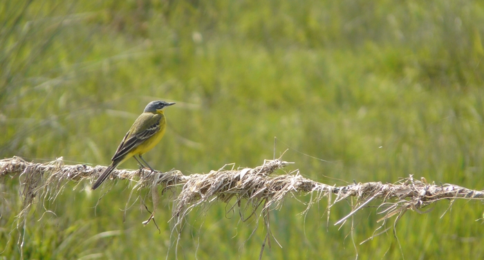 quelques animaux du marais Photo-54