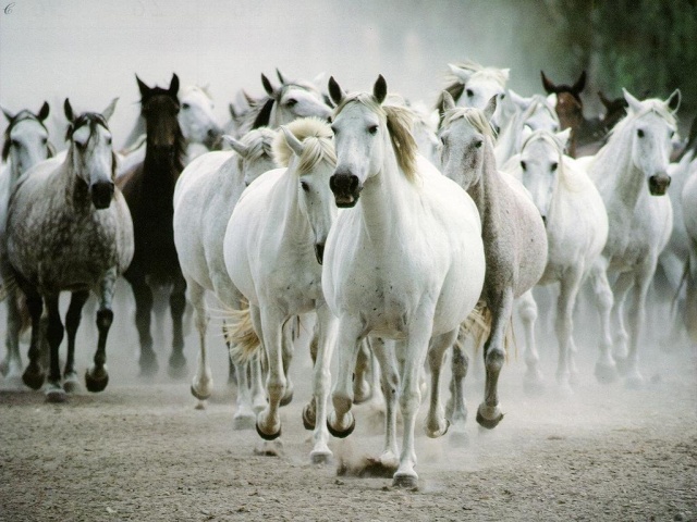 Belles photos d'animaux sauvages - Page 9 Chevau10