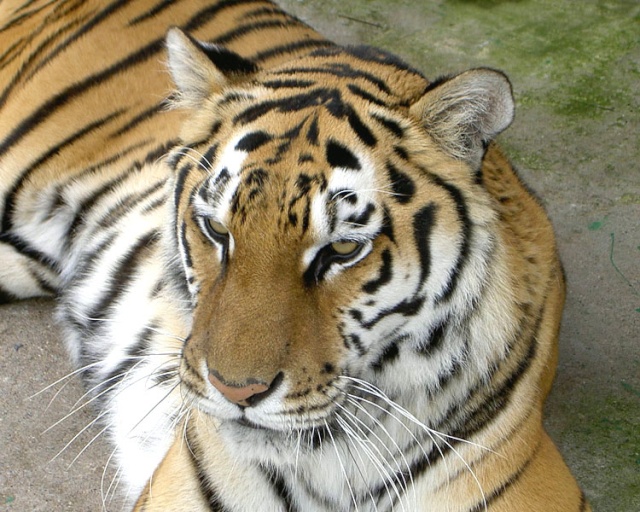 Belles photos d'animaux sauvages - Page 11 Tigre210