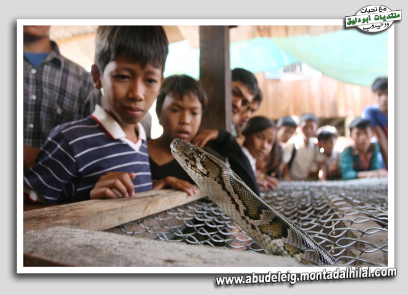 زواج الأفاعي في كمبوديا  Snakez13