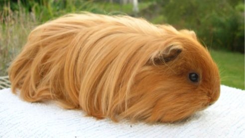 [TK] Lieve cavia met stamboom en lang krullent haar H7pria11