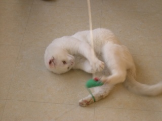 GRIZZLI (Trouvé chat blanc) Dscn6413