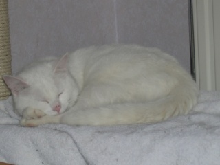 GRIZZLI (Trouvé chat blanc) Dscn6511