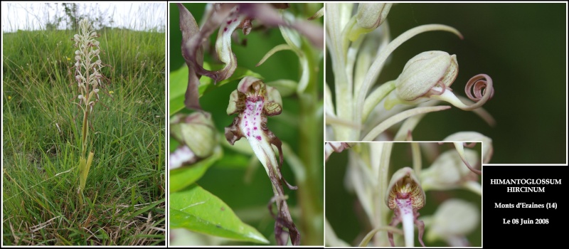 Himantoglossum hircinum  ( Orchis bouc ) Himant10