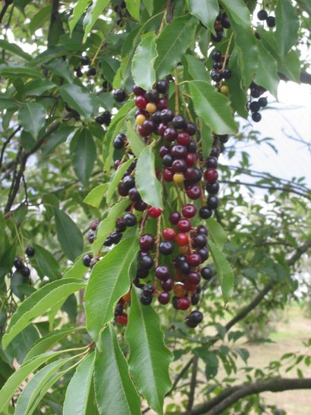 Cerisier tardif ou Cerisier noir 450px-35