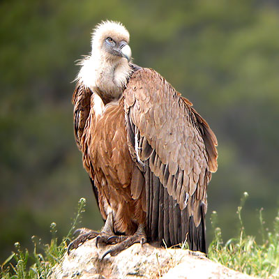 Les vautours fauves de retour en Savoie Vf_pl11